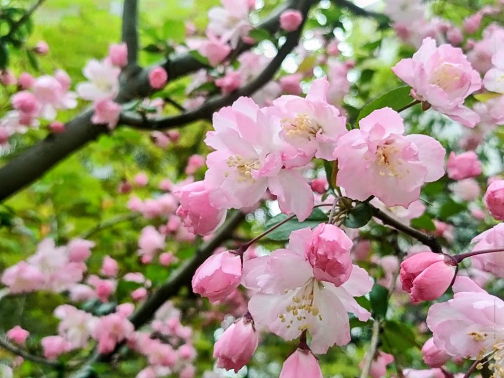 ハナカイドウの花