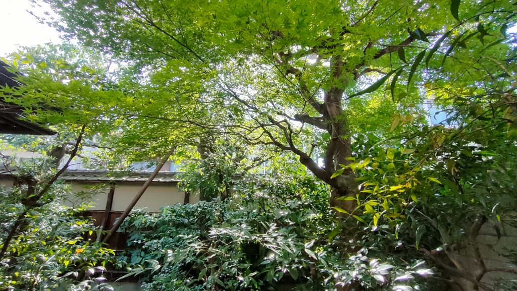 京都の坪庭に育つモミジの大木、剪定・お手入れの実例