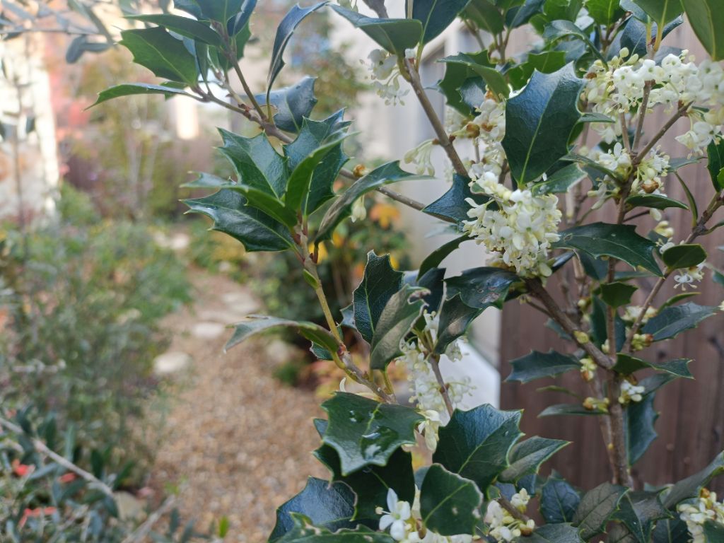 ヒイラギモクセイの花