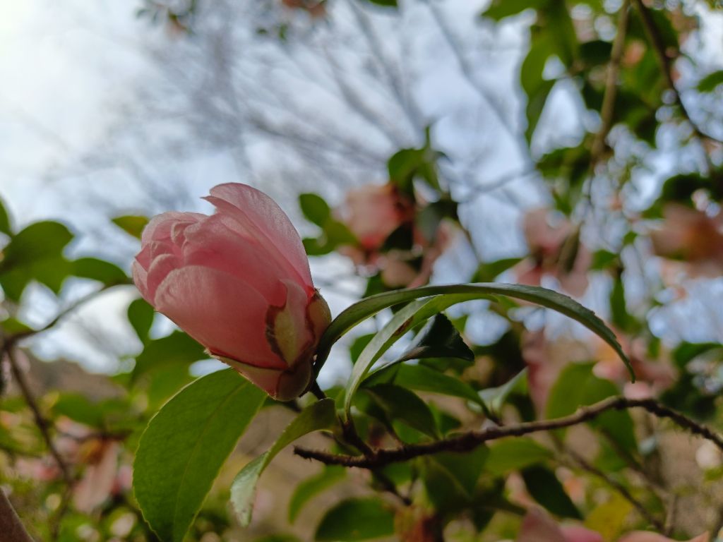 オトメツバキの蕾