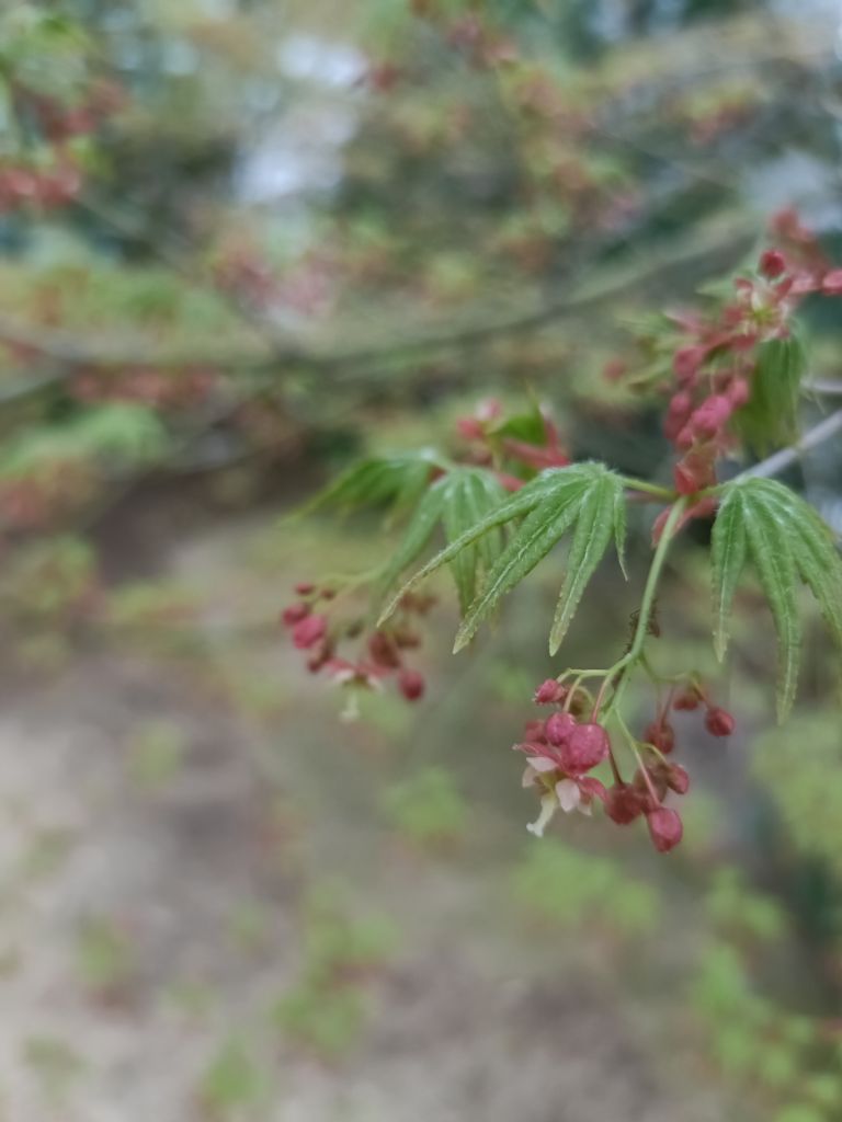 モミジの新芽と花
