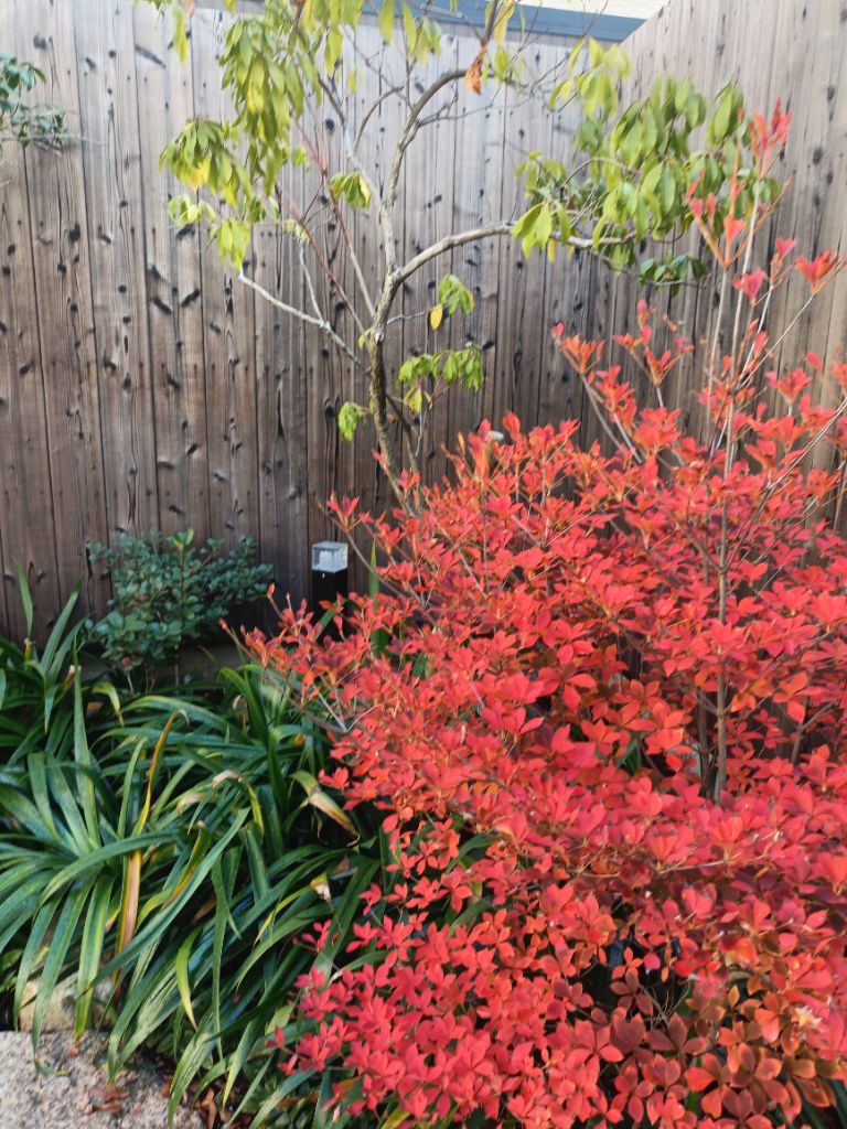 ドウダンツツジの紅葉