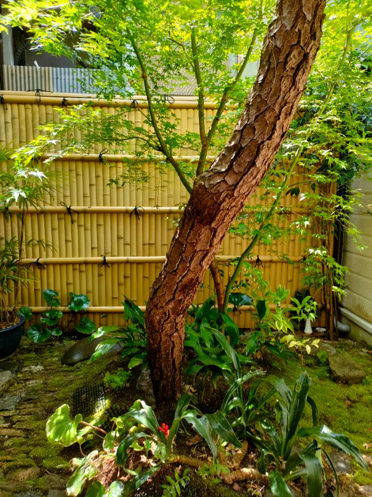 京都の坪庭・モミジと竹垣