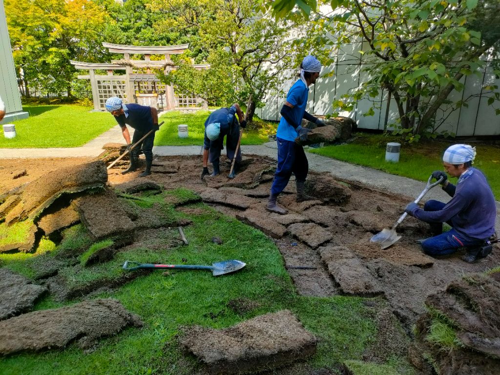 芝生張り替えの現場、職人の作業