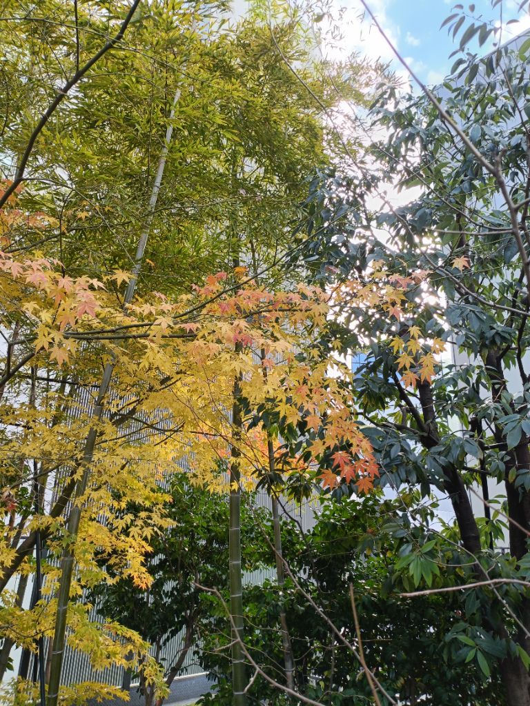モミジと竹の秋景色