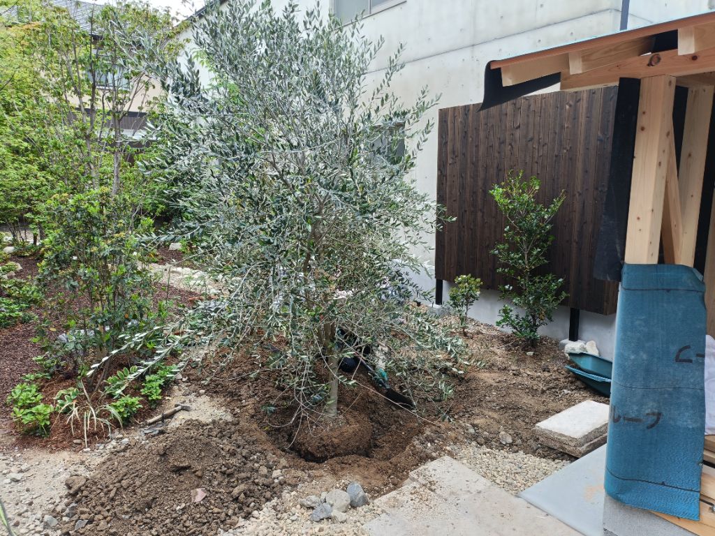 オリーブの植え付け